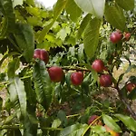 Neve Nincs Nyaralo - Oenallo Haziko- Privat Szfera شقة
