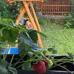 Neve Nincs Nyaralo - Oenallo Haziko- Privat Szfera