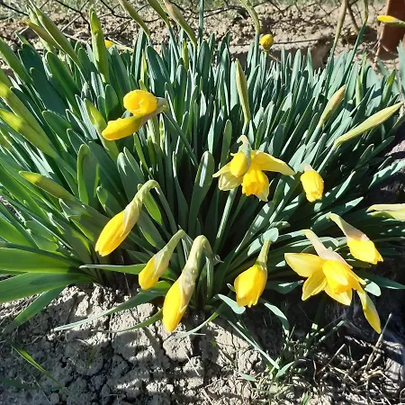 Apartament Neve Nincs Nyaralo - Oenallo Haziko- Privat Szfera