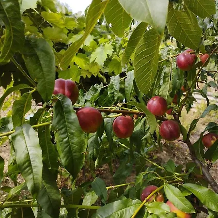 Neve Nincs Nyaralo - Oenallo Haziko- Privat Szfera 公寓