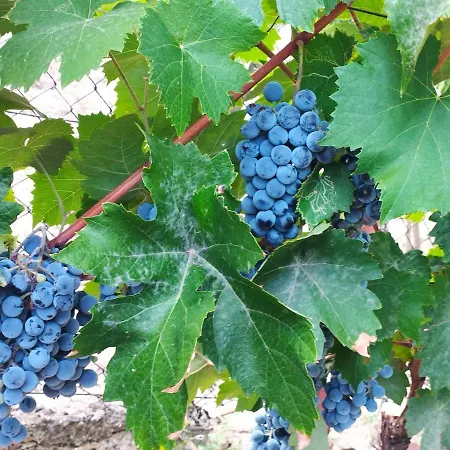 Neve Nincs Nyaralo - Oenallo Haziko- Privat Szfera 巴拉顿菲赖德