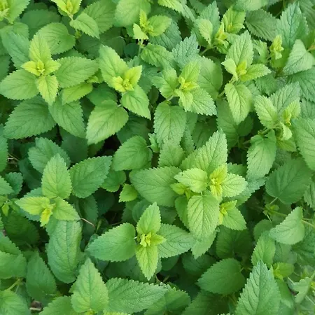 Neve Nincs Nyaralo - Oenallo Haziko- Privat Szfera