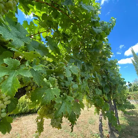 Neve Nincs Nyaralo - Oenallo Haziko- Privat Szfera Balatonfüred