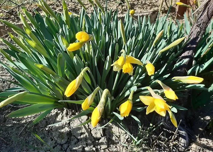 Apartment Neve Nincs Nyaralo - Oenallo Haziko- Privat Szfera