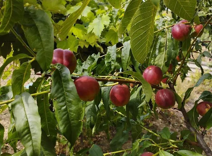 Neve Nincs Nyaralo - Oenallo Haziko- Privat Szfera Apartment