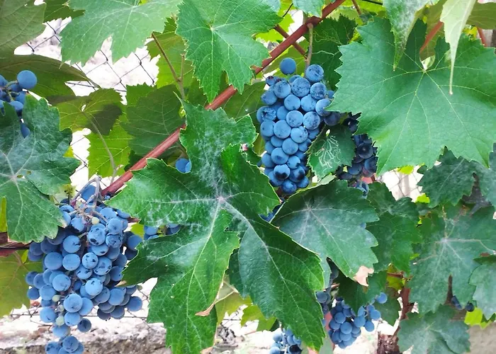 Neve Nincs Nyaralo - Oenallo Haziko- Privat Szfera Balatonfured